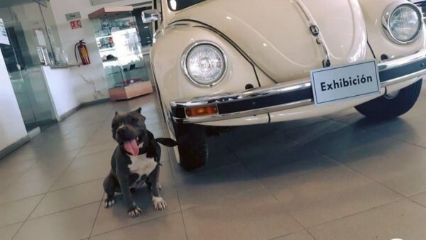 Dan la bienvenida a “Vochita”, perrita abandonada que fue adoptada por agencia VW en Torreón