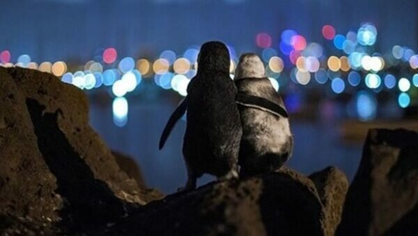 En plena pandemia, pingüinos abrazados se vuelven virales