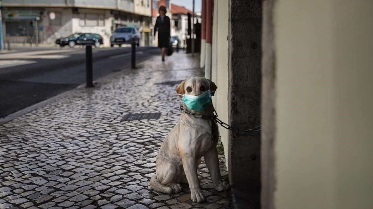 En Seúl harán pruebas gratuitas de Covid-19 a mascotas, que hayan estado en contacto con humanos infectados y muestren síntomas del virus.