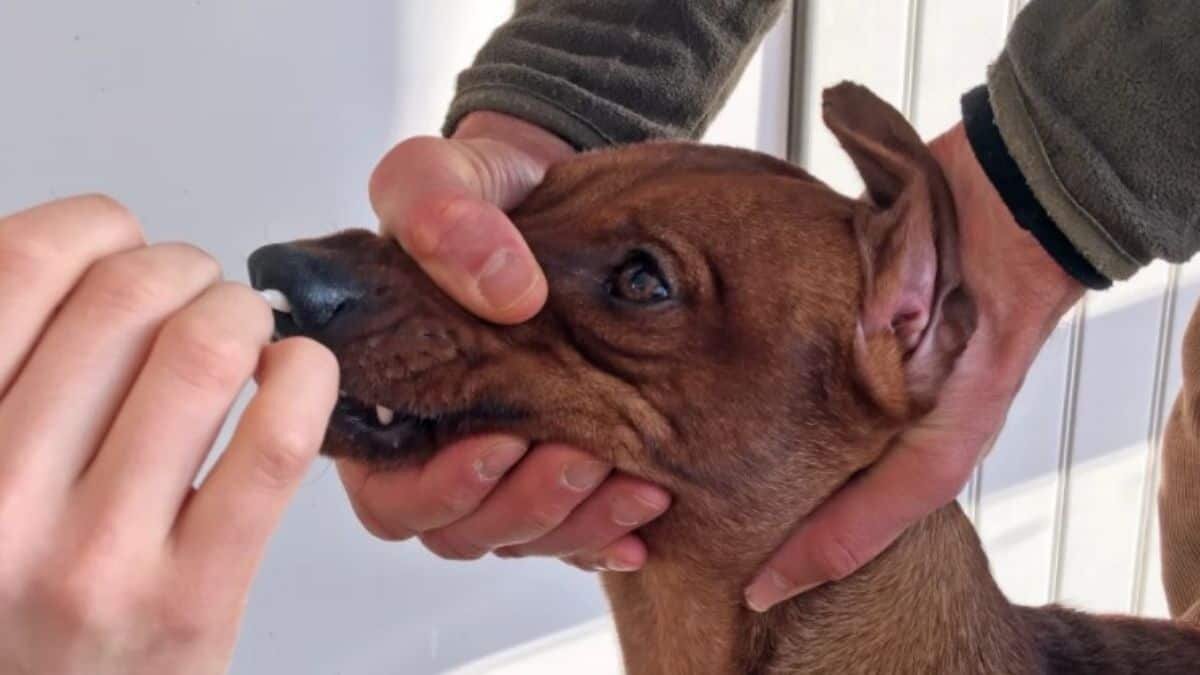 Conoce en que ciudad harán pruebas gratuitas de Covid-19 a mascotas