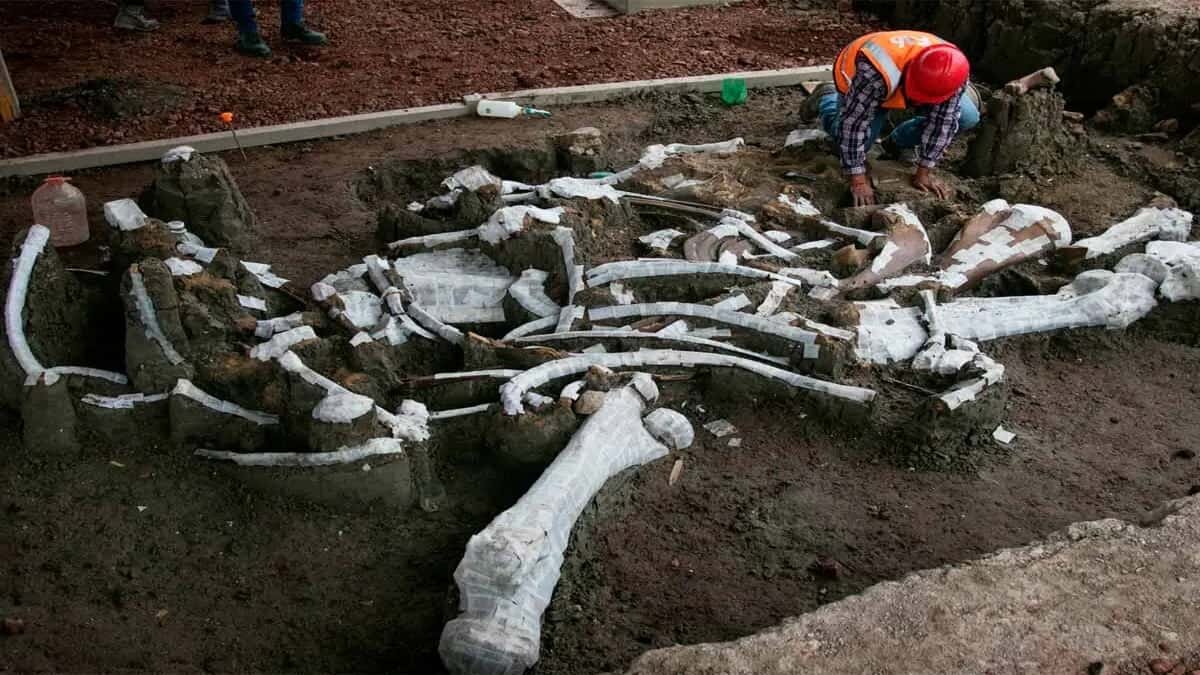 Comienza construcción del Museo del Mamut en Santa Lucía