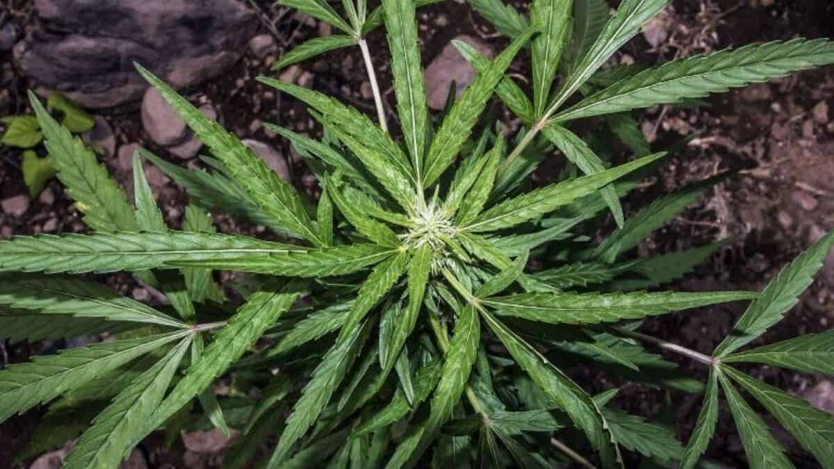 Avalan diputados en lo general ley para el uso lúdico de la marihuana