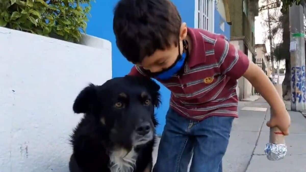 Niño de 4 años conquista redes sociales con su tierno reportaje sobre perritos callejeros