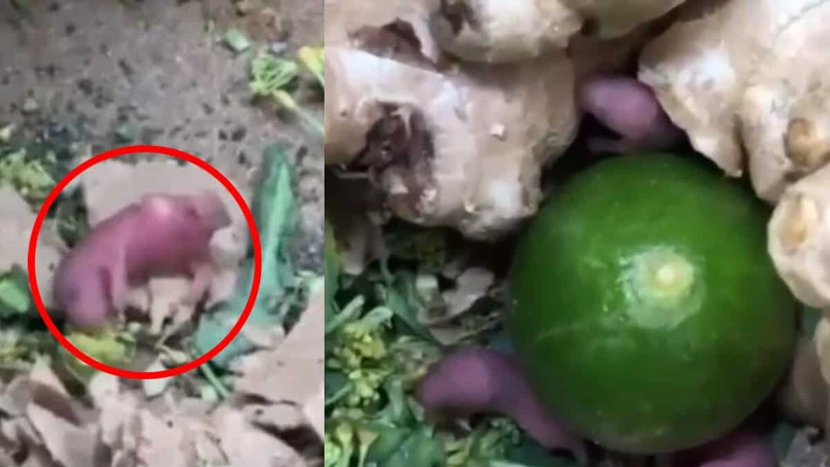 A través de TikTok, un usuario difundió un video en el que se muestra a unas ratas bebés moviéndose en la sección de verduras de un Chedraui.