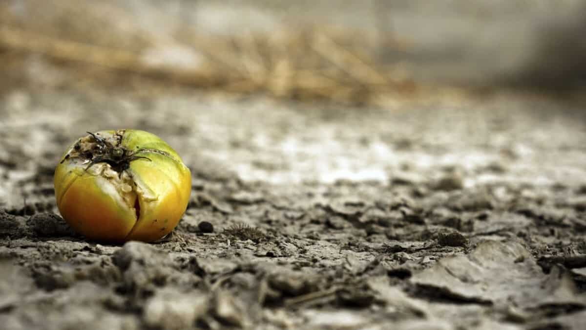 ALIMENTOS CAMBIO CLIMÁTICO
