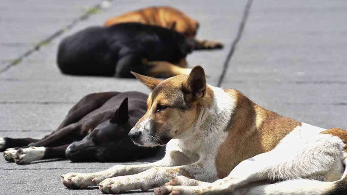 ¡No más maltrato! CDMX presenta nueva iniciativa para protección de animales