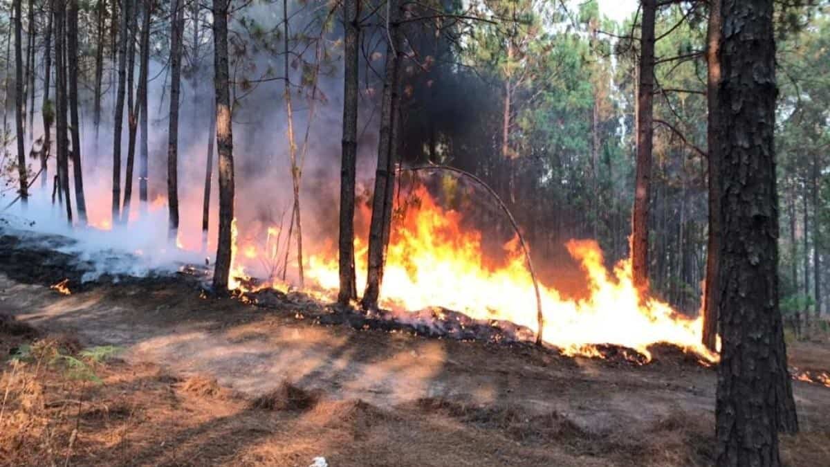 El incendio en el Tepozteco ha consumido más de 50 hectáreas de la reserva natural, además de que no se ha podido controlar.