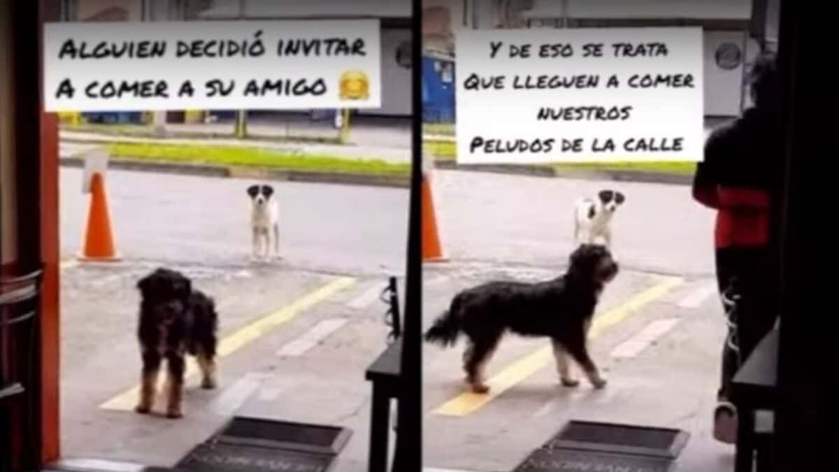 ¡Ternura! Perrito de la calle lleva a su amigo al restaurante que le da comida gratis