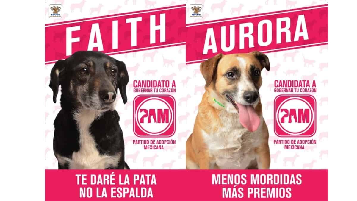 PAM, el partido que tiene como candidatos a perritos en adopción