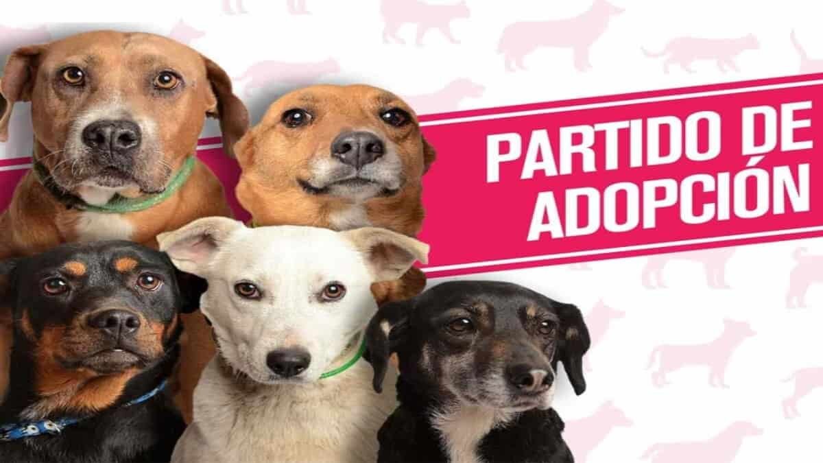 ¡Propuestas perronas! PAM, el partido que tiene como candidatos a perritos en adopción