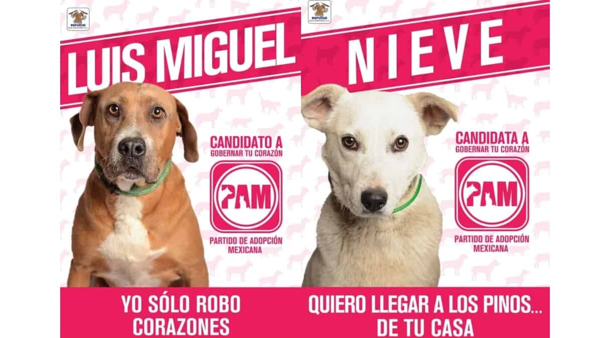 Conoce al PAM, partido con candidatos perrones que sólo te robarán el corazón