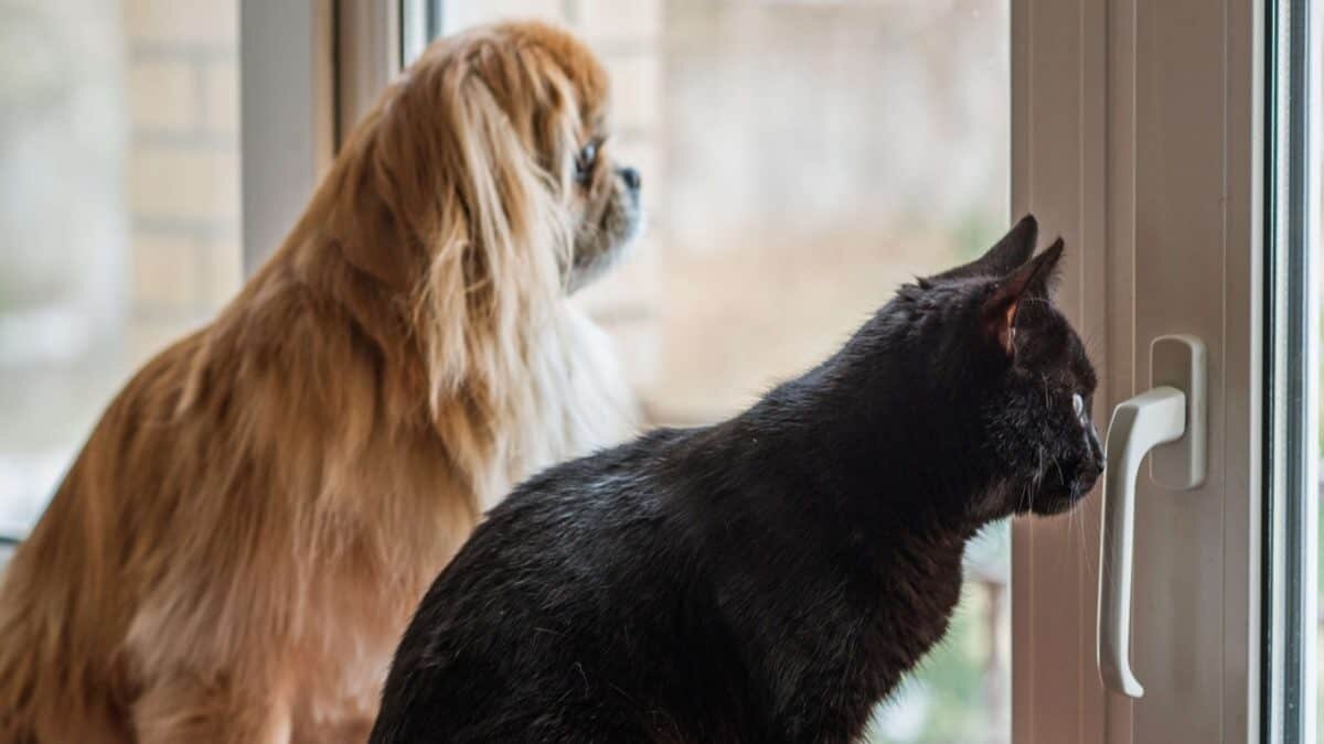 Consejos para que tu mascota no sufra por el regreso al trabajo presencial