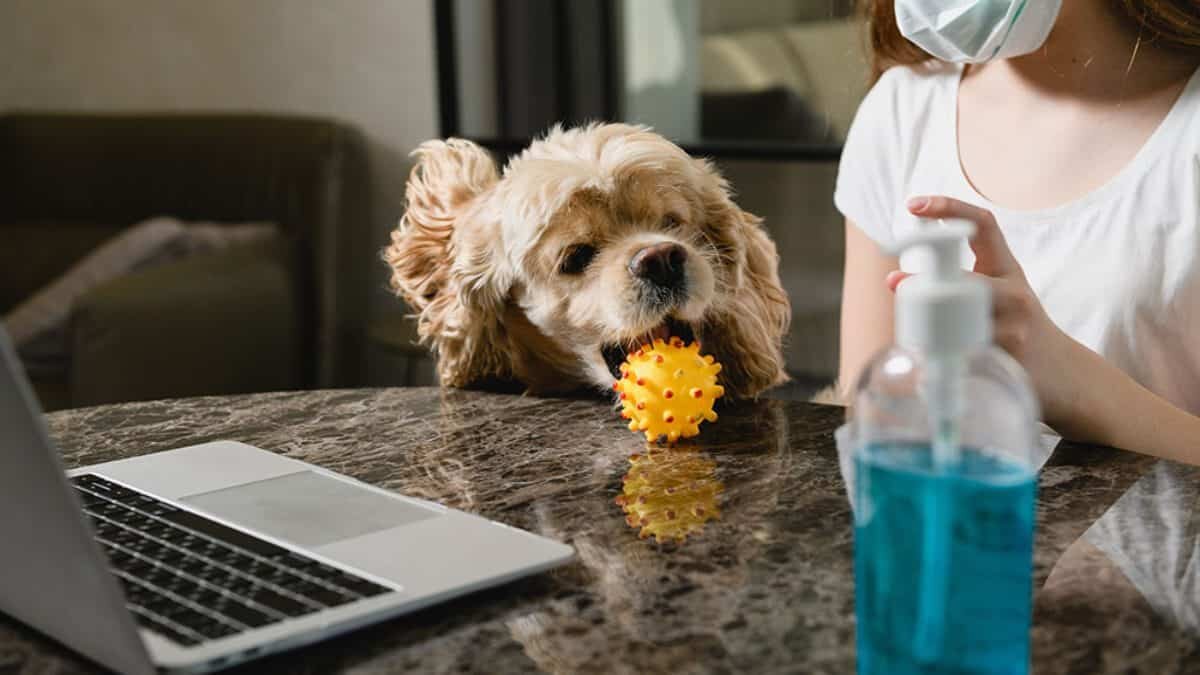 Consejos para que tu mascota no sufra por el regreso al trabajo presencial