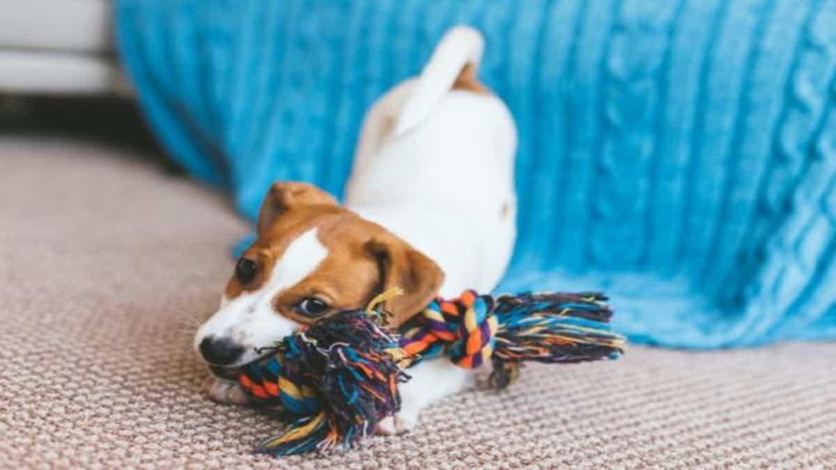 Si buscas emprender, el mercado de los animales es una gran opción