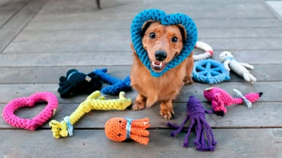Si buscas emprender, el mercado de los animales es una gran opción
