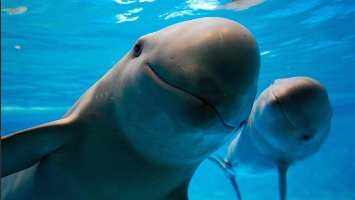La vaquita marina se acerca a la extinción, pues quedan 10 ejemplares.