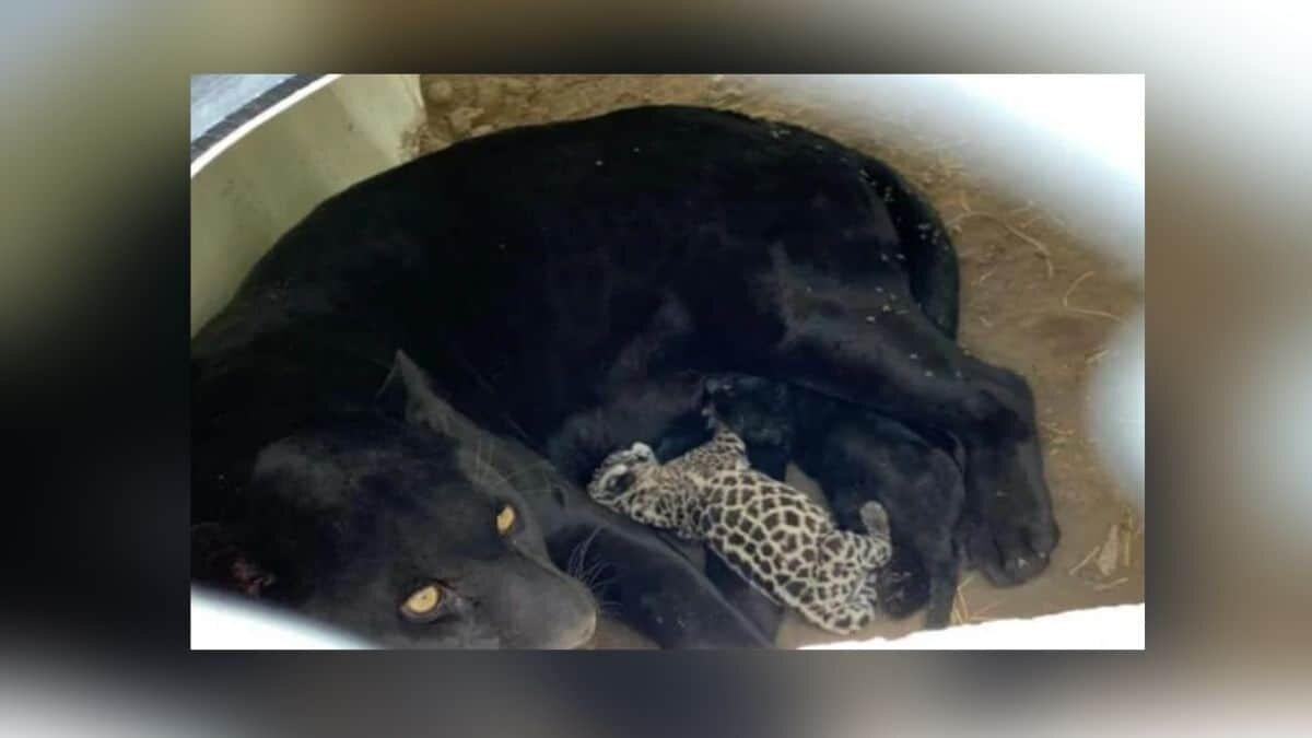 ¡Ternurita! Nacen dos jaguares en zoológico de SLP