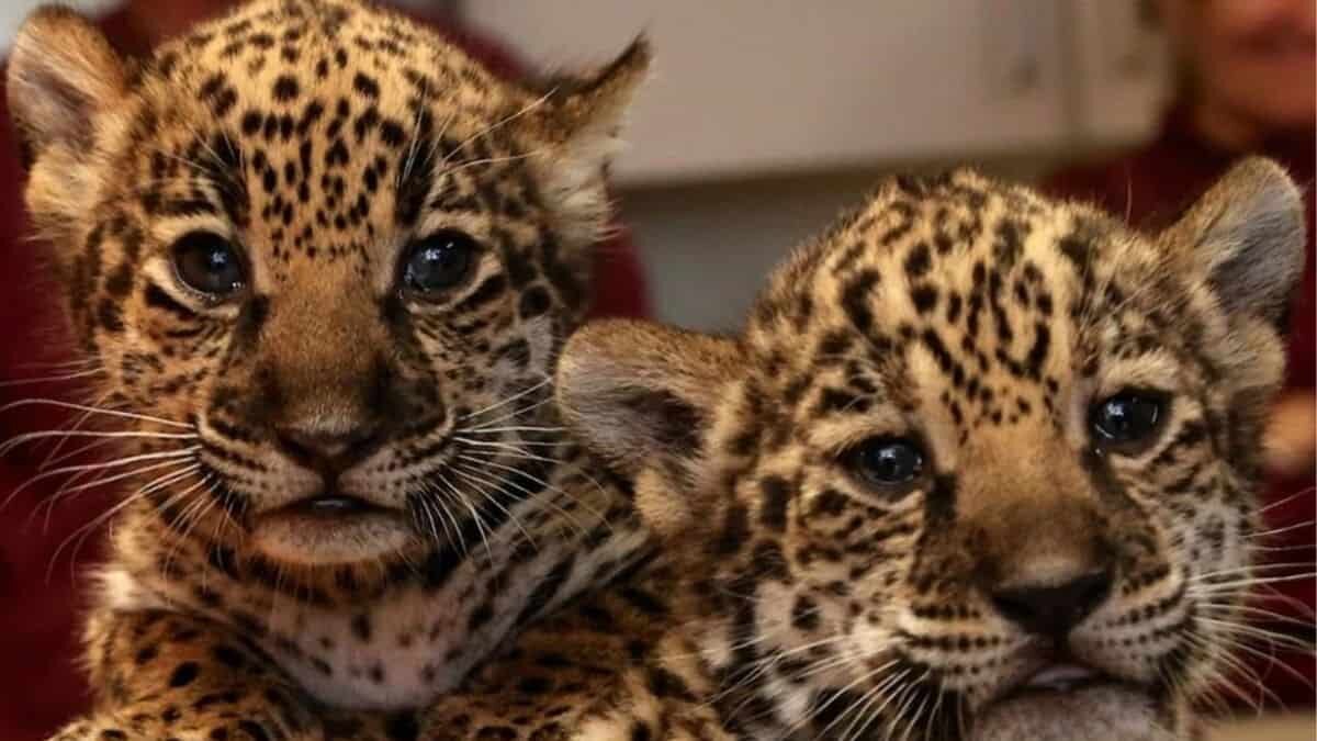 ¡Ternurita! Nacen dos jaguares en zoológico de SLP