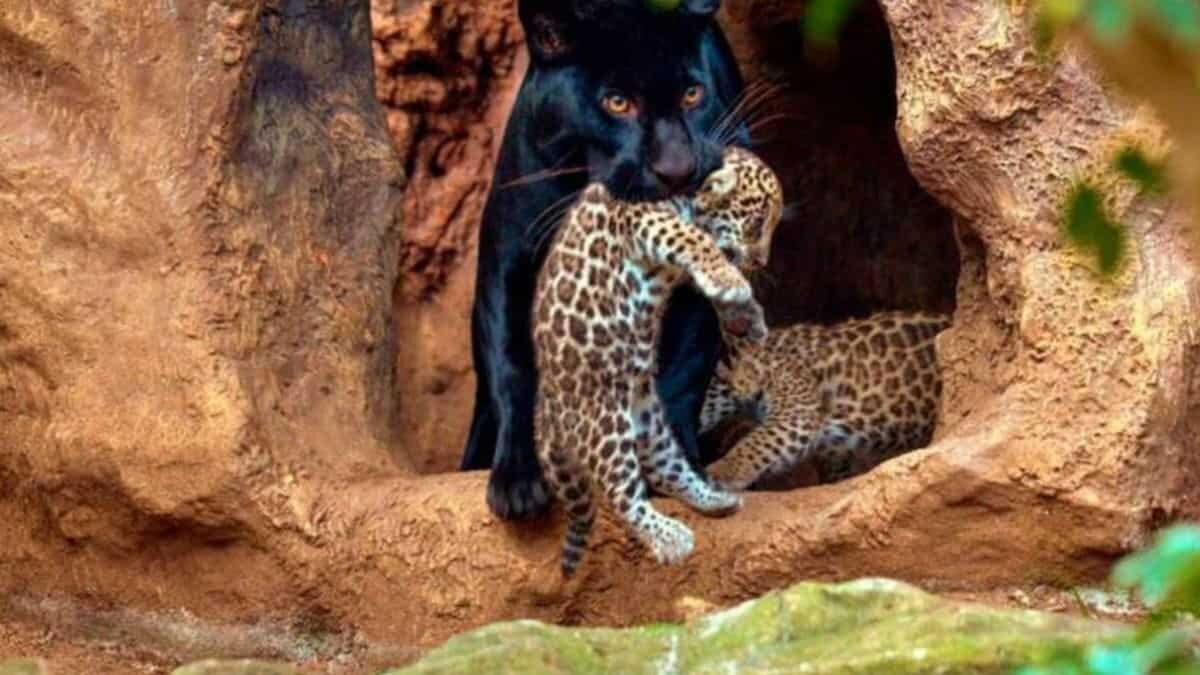 Los cachorros se encuentran en resguardo para evitar el estrés de la madre