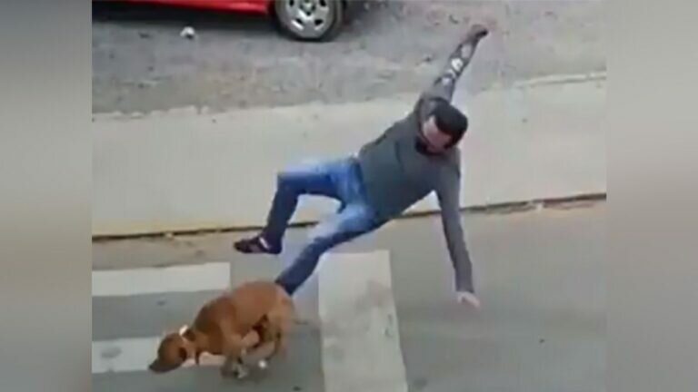 Usuarios en redes sociales hicieron viral un video en el que se ve cómo un perrito atropella a un hombre que circula por la calle.