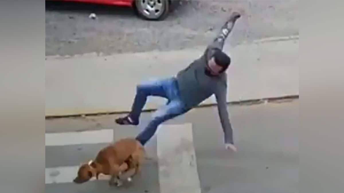 Usuarios en redes sociales hicieron viral un video en el que se ve cómo un perrito atropella a un hombre que circula por la calle.