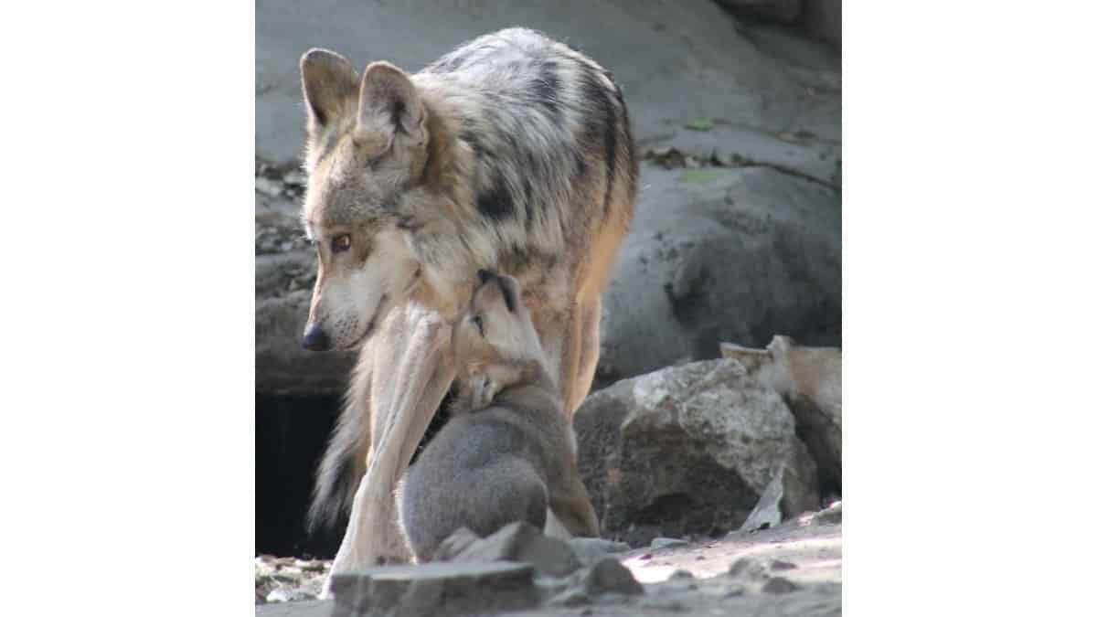 Nacen 5 cachorros de lobo mexicano en Zoológico de Chapultepec