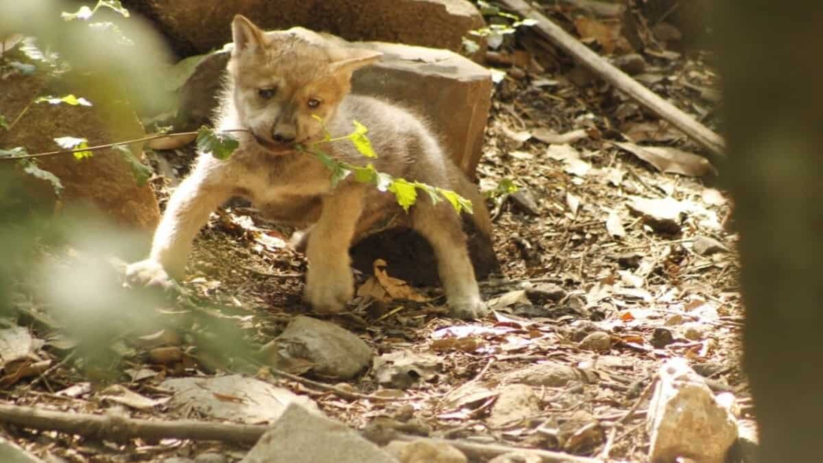 En abril nacieron 5 cachorros de lobo mexicano en el Zoológico de Chapultepec.
