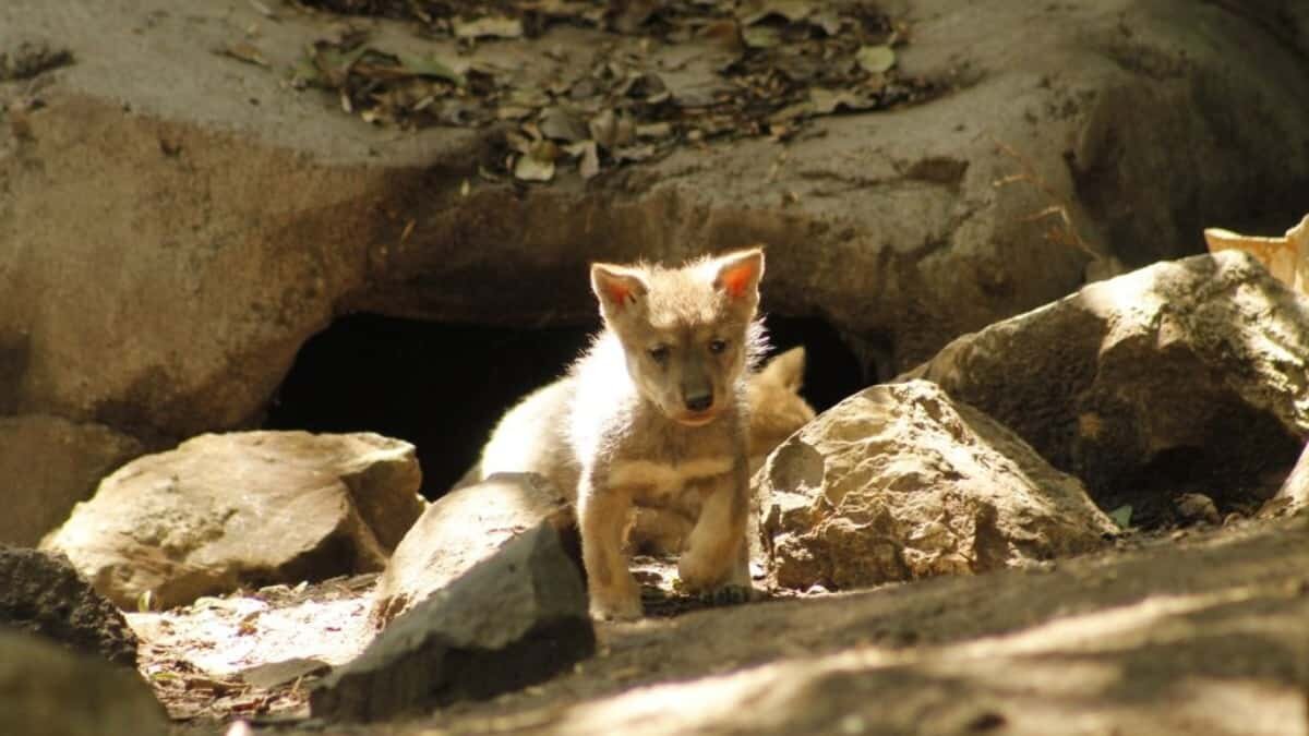 En abril nacieron 5 cachorros de lobo mexicano en el Zoológico de Chapultepec.