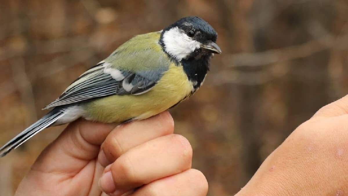 Las aves citadinas mostraron cambios en su genética, así como en su comportamiento a comparación de las que viven en el campo.