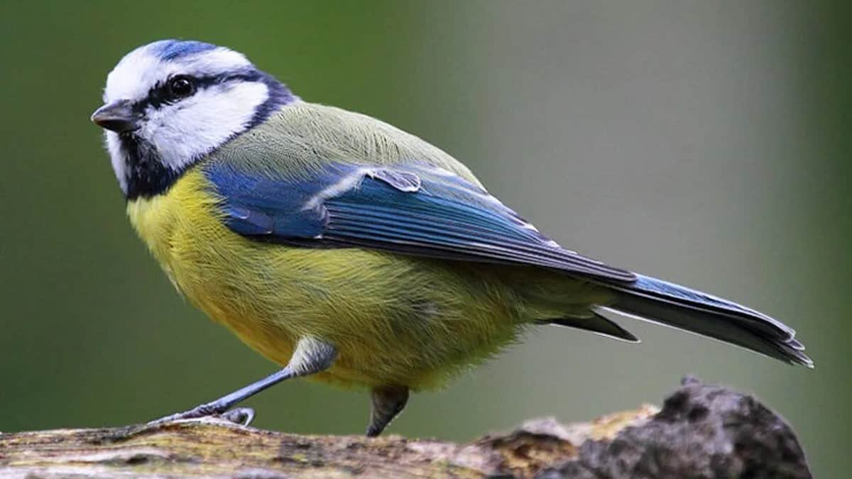 Las aves citadinas mostraron cambios en su genética, así como en su comportamiento a comparación de las que viven en el campo.