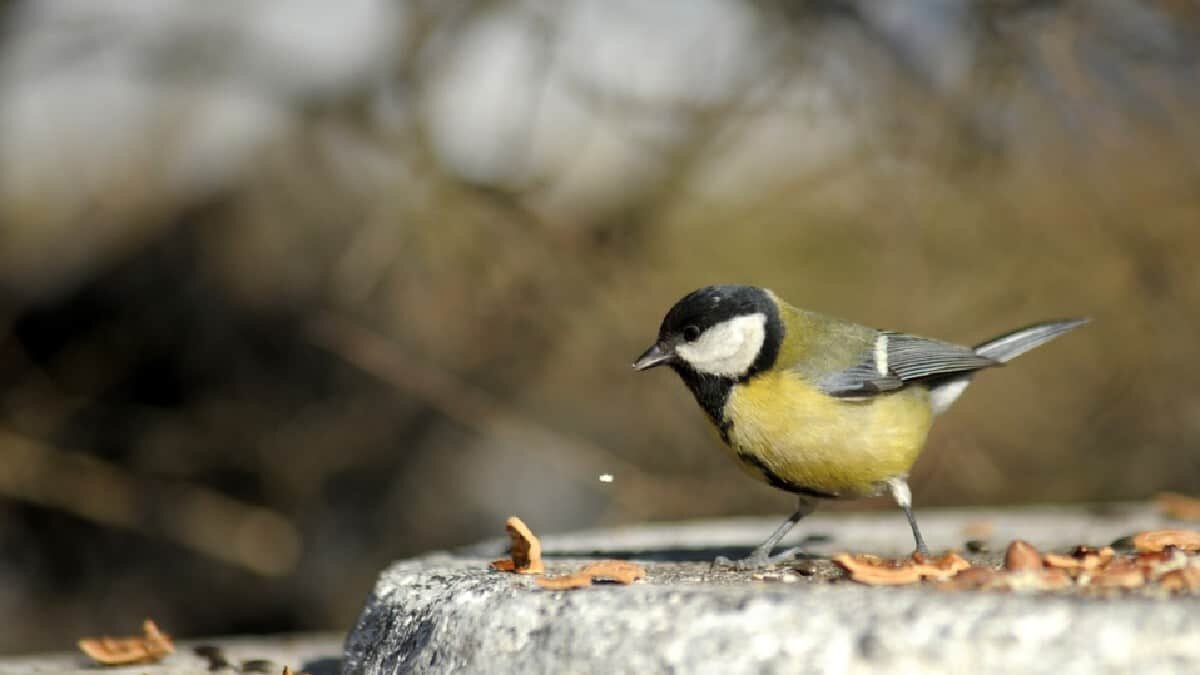 Las aves citadinas mostraron cambios en su genética, así como en su comportamiento a comparación de las que viven en el campo.