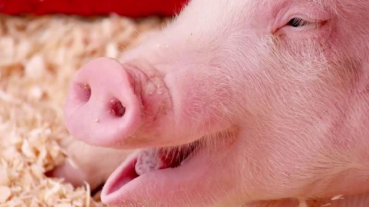 ¡Cerdos voladores! Presenta costo de carne de puerco un alza significativa en México
