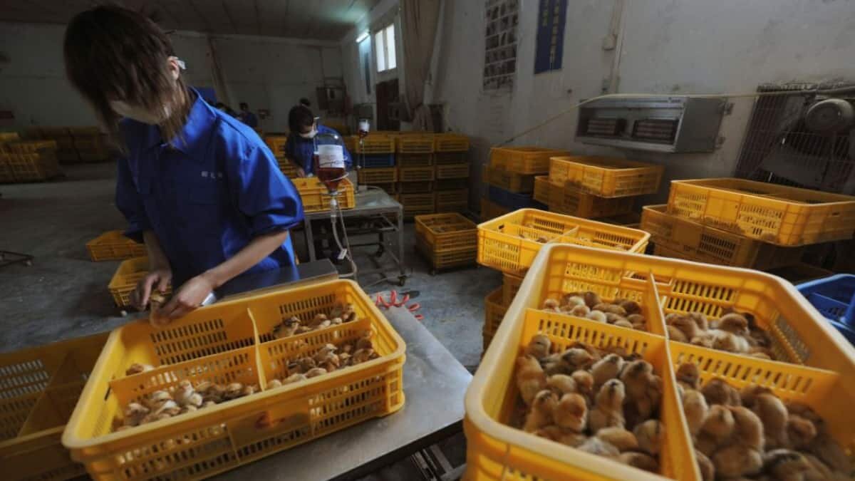 Detecta China primer contagio humano de gripe aviar H10N3