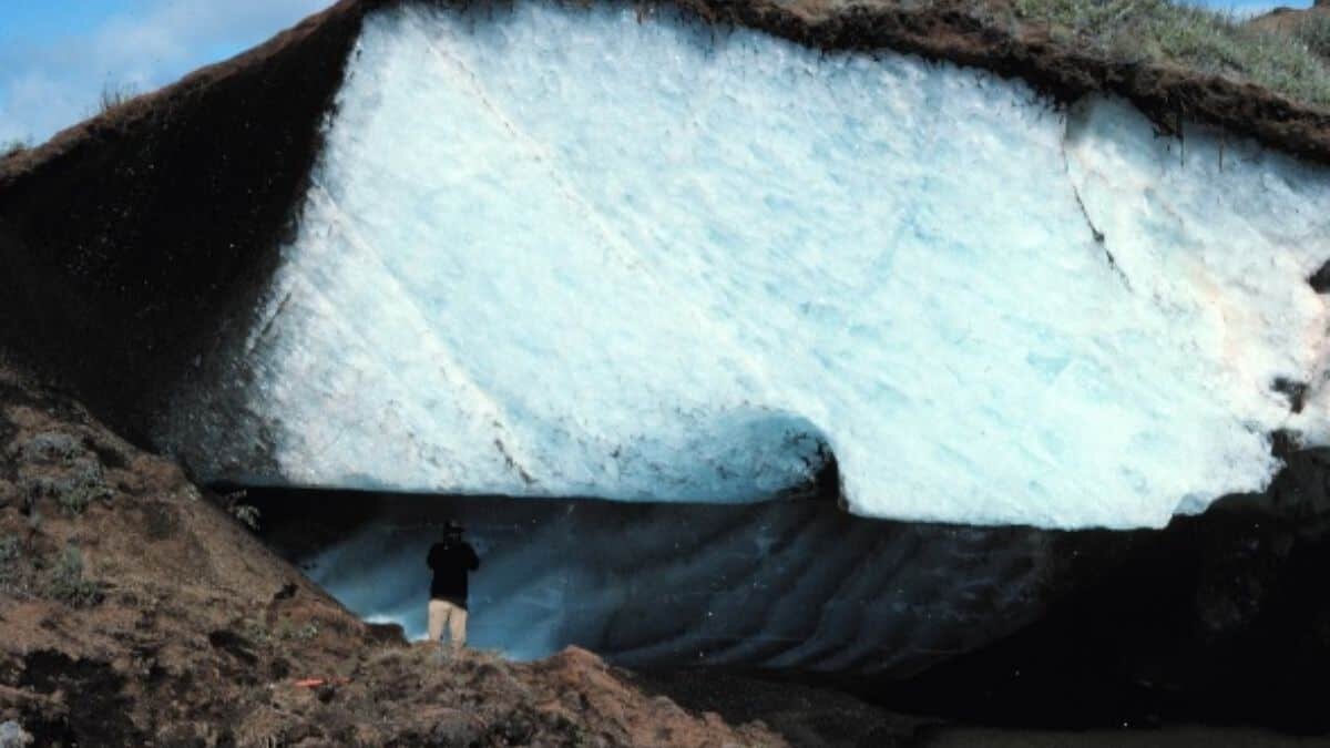 El animal permaneció 24 mil años congelado en permafrost siberiano, científicos planean usarlo para indagar la supervivencia por congelación.