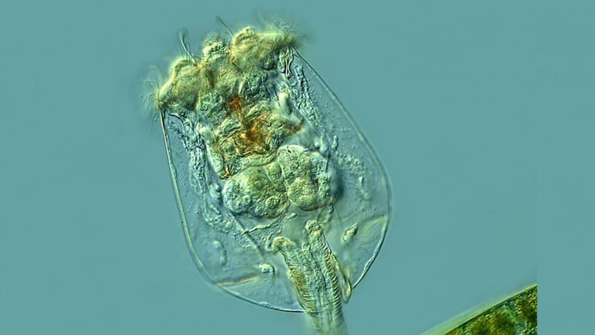 El animal permaneció 24 mil años congelado en permafrost siberiano, científicos planean usarlo para indagar la supervivencia por congelación.