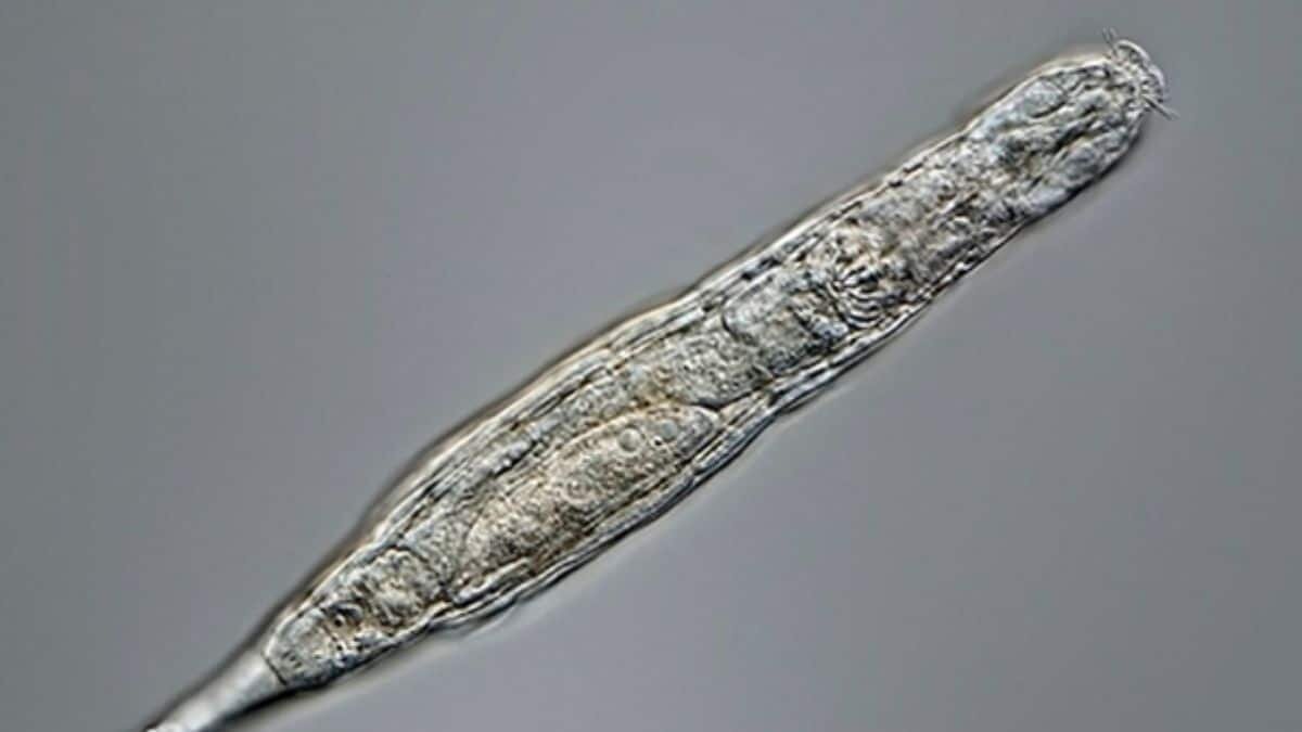 El animal permaneció 24 mil años congelado en permafrost siberiano, científicos planean usarlo para indagar la supervivencia por congelación.