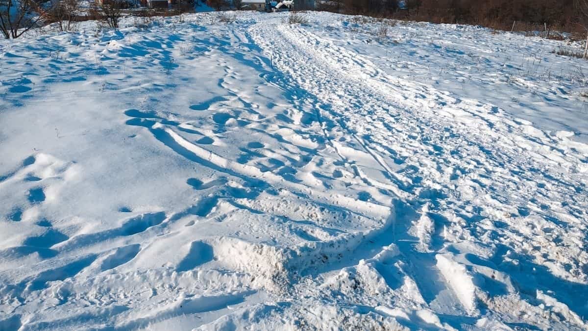 El animal permaneció 24 mil años congelado en permafrost siberiano, científicos planean usarlo para indagar la supervivencia por congelación.