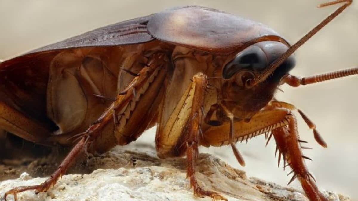 Estos animales pueden ser repugnantes y a la vez muy peligrosos si no se eliminan de forma indicada.