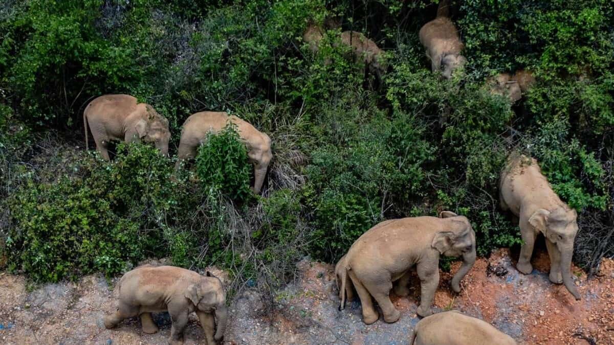 Al menos 15 elefantes están causando grandes estragos en zonas rurales de China, arrasando todo a su paso desde hace un año.