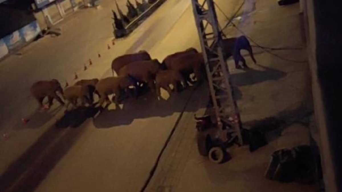 Al menos 15 elefantes están causando grandes estragos en zonas rurales de China, arrasando todo a su paso desde hace un año.