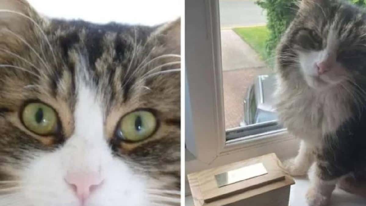 El gato salió de su casa y fue confundido con los restos de otro animal que murió cerca de la propiedad de su familia.