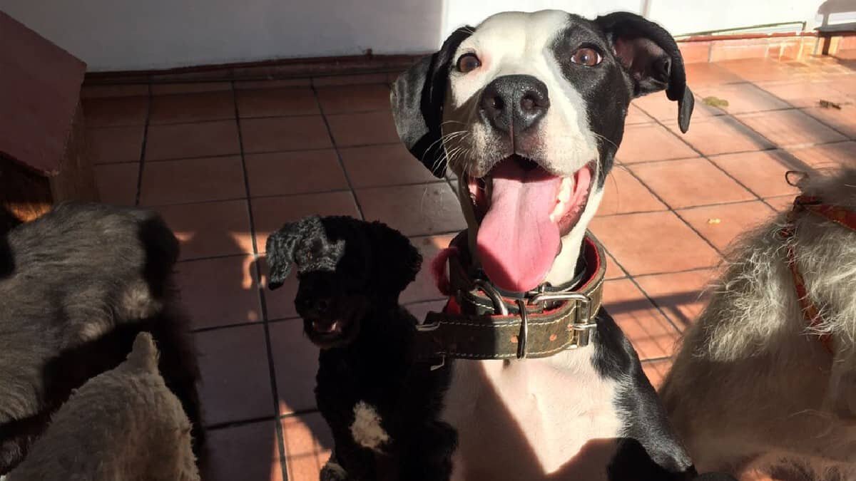 Este albergue protege y busca hogar a los perritos desprotegidos desde hace 22 años.