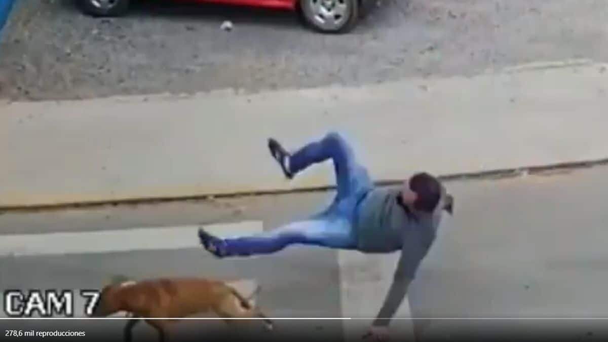 Usuarios en redes sociales hicieron viral un video en el que se ve cómo un perrito atropella a un hombre que circula por la calle.