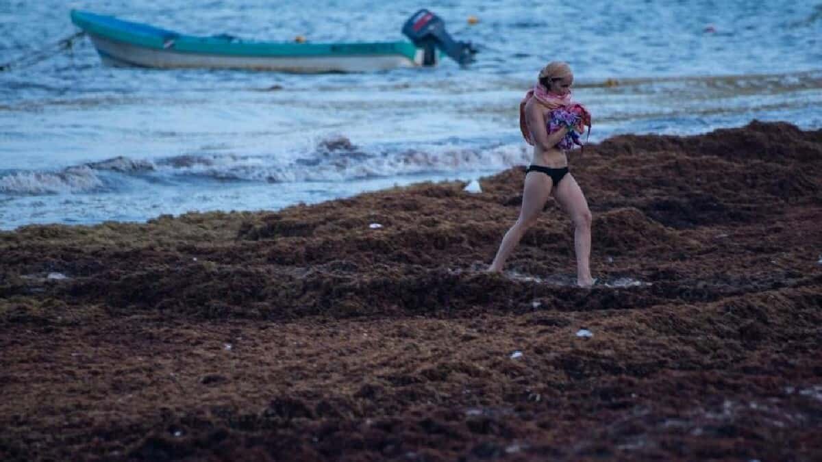 El mal tiempo ha dificultado las tareas para contener el sargazo que llega a las principales playas de Quintana Roo, aunque se registran avances.