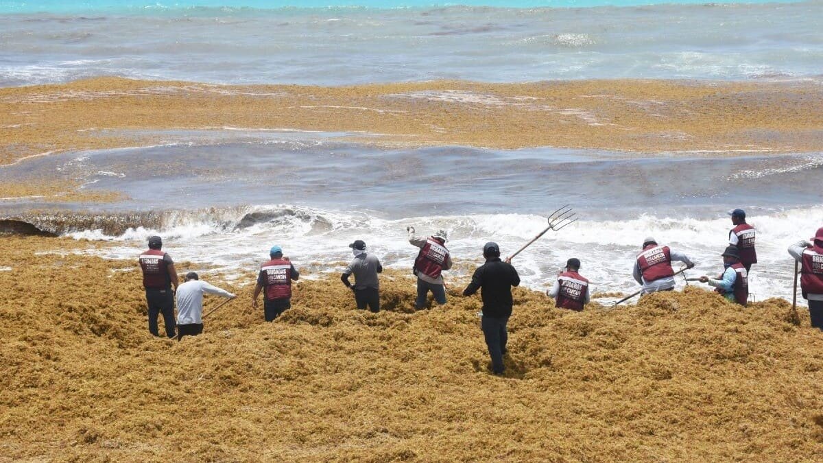 El mal tiempo ha dificultado las tareas para contener el sargazo que llega a las principales playas de Quintana Roo, aunque se registran avances.