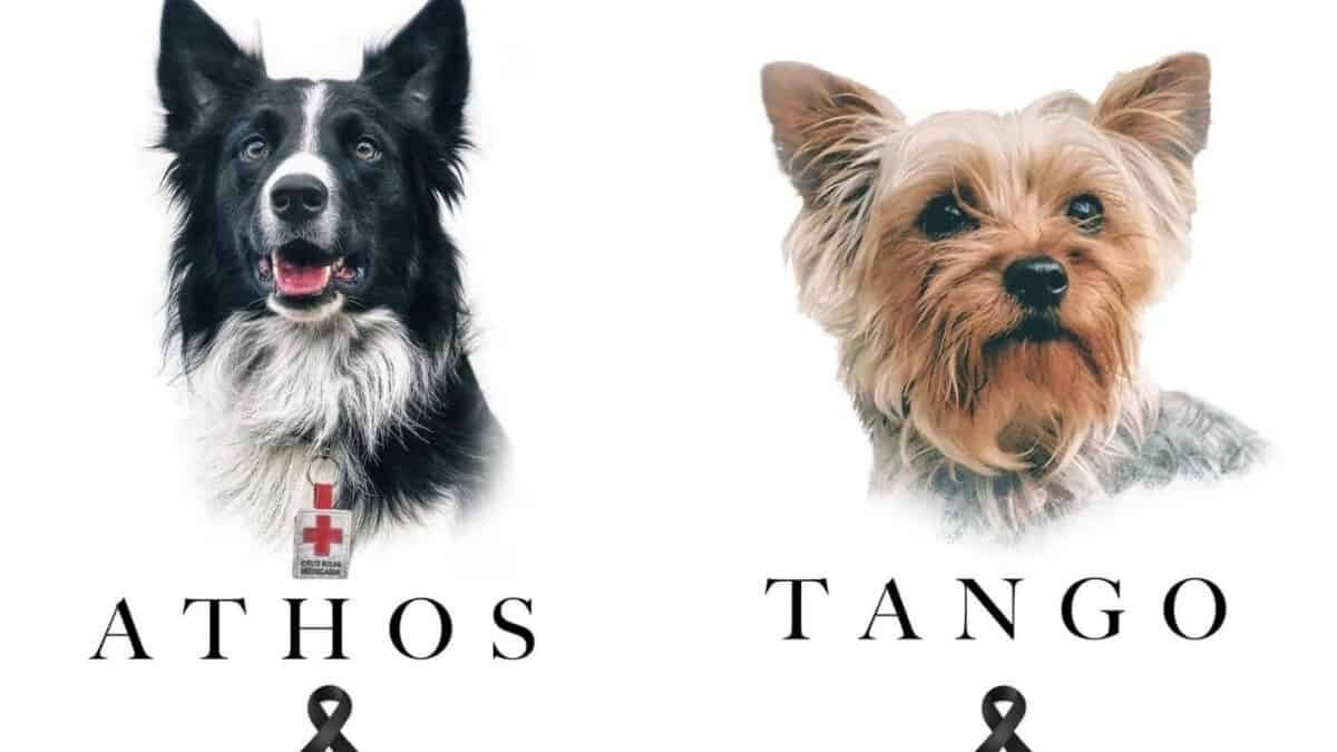 Detienen al presunto asesino de los perritos rescatistas, Athos y Tango