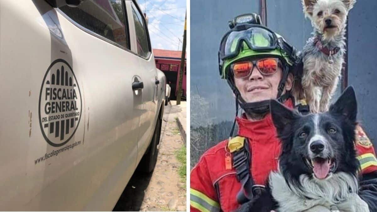 Detienen al presunto asesino de los perritos rescatistas, Athos y Tango