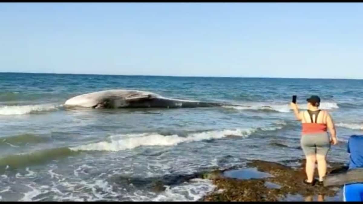 Encuentran muerta a ballena rescatada en playa de Puerto Peñasco
