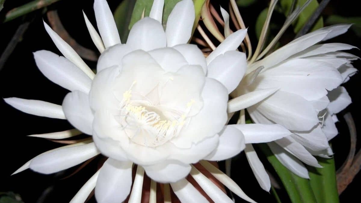 Florece una vez al año y ¡es de buena suerte!