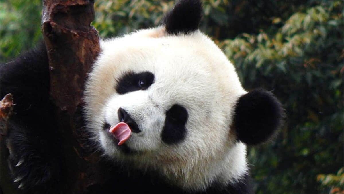 Pandas salen de la lista de animales en peligro de extinción en China